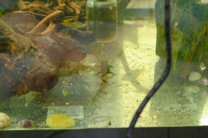 請幫我看看這魚缸100cm*60cm*40cm