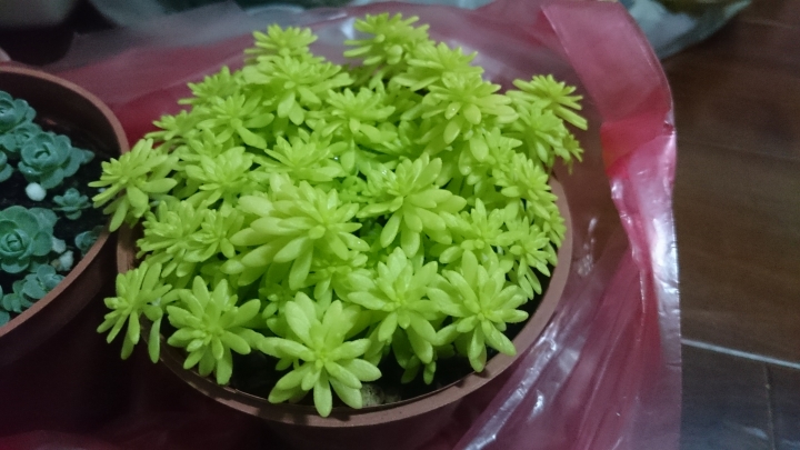 這兩盆的學名