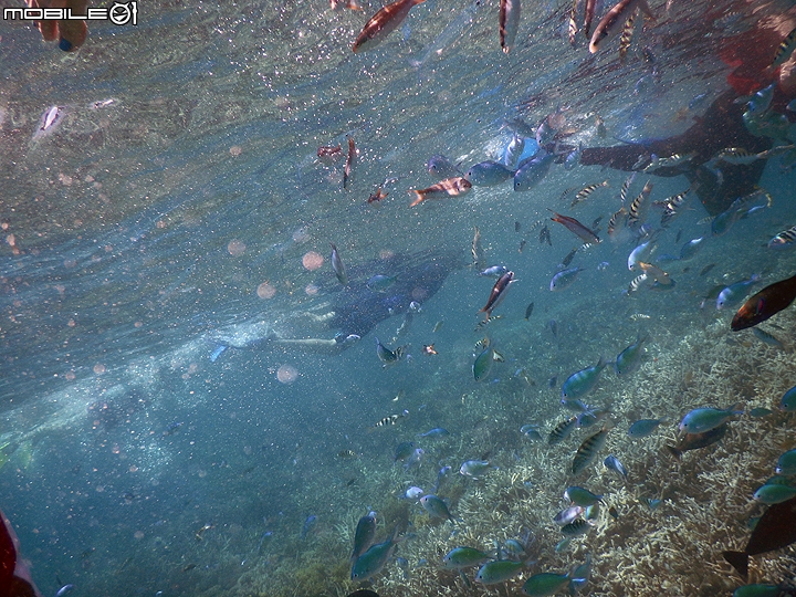 [小惡魔2015員旅] 帛琉浮潛Day2：牛奶湖/七彩魚/水母湖/鯊魚城/干貝城/美人魚水道