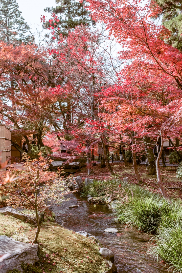 2015。京都。楓 (圖多)