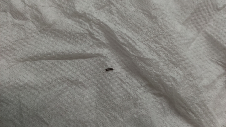 請問這是什麼蟲？（類似米蟲，但無明顯口器）
