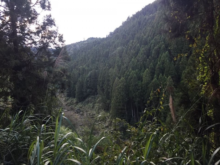 1041221 單攻水漾森林 A線(鹿屈山)去B線(林道)回