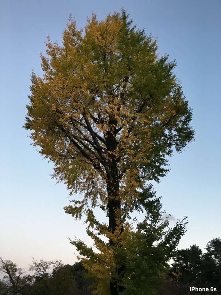 iPhone 6s v.s HTC One A9（京阪神旅行篇）