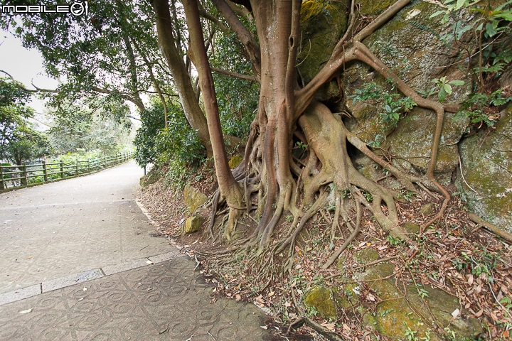 隱藏山中的小型圖書館 陽明山出霧溫泉