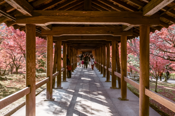 2015。京都。楓 (圖多)