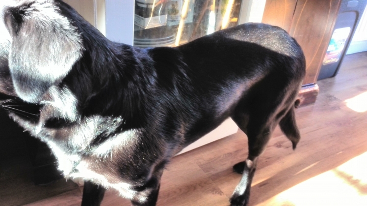 你家的寵物狗或貓會胖胖的嗎