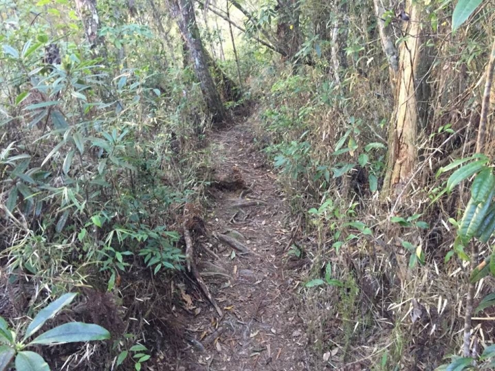 1041221 單攻水漾森林 A線(鹿屈山)去B線(林道)回