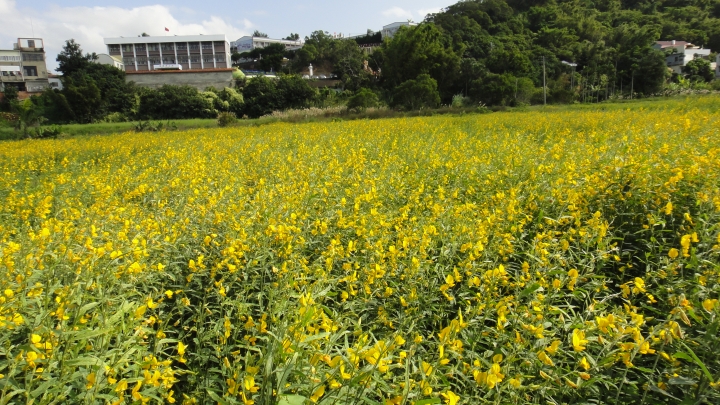 2015-11-24 誤入歧途之 縣道119全線 + 「西湖伯朗大道」與「好望角」 的山海一日遊(下集)