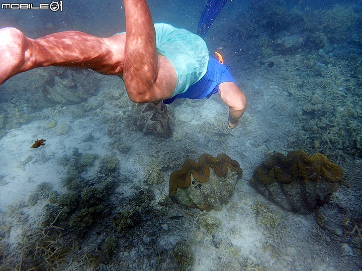 [小惡魔2015員旅] 帛琉浮潛Day2：牛奶湖/七彩魚/水母湖/鯊魚城/干貝城/美人魚水道