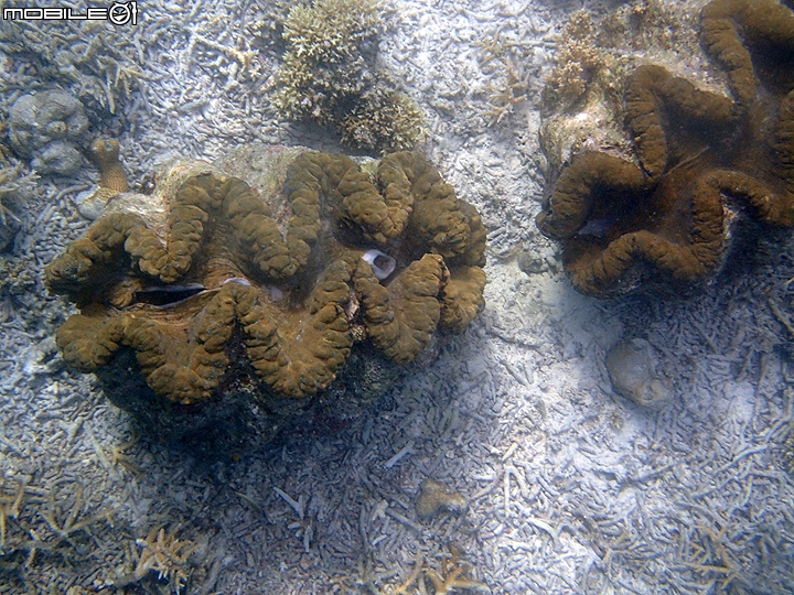 [小惡魔2015員旅] 帛琉浮潛Day2：牛奶湖/七彩魚/水母湖/鯊魚城/干貝城/美人魚水道