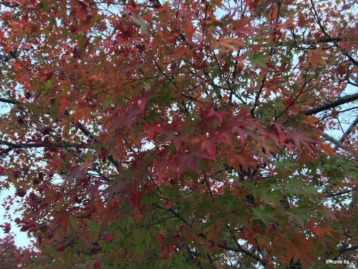 iPhone 6s v.s HTC One A9（京阪神旅行篇）