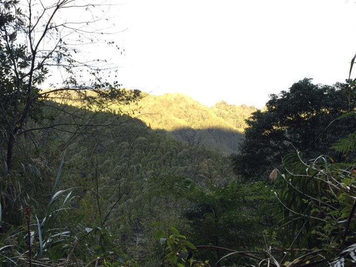 1041221 單攻水漾森林 A線(鹿屈山)去B線(林道)回