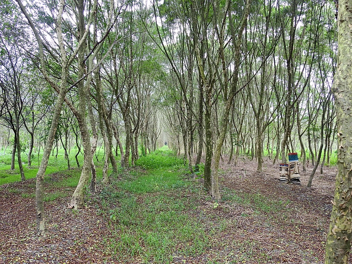 安排高中同學半日遊，發覺很棒，非常讓人開心，您也可以這樣玩。