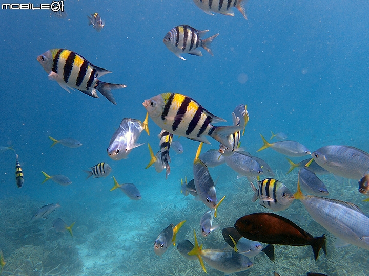[小惡魔2015員旅] 帛琉浮潛Day2：牛奶湖/七彩魚/水母湖/鯊魚城/干貝城/美人魚水道