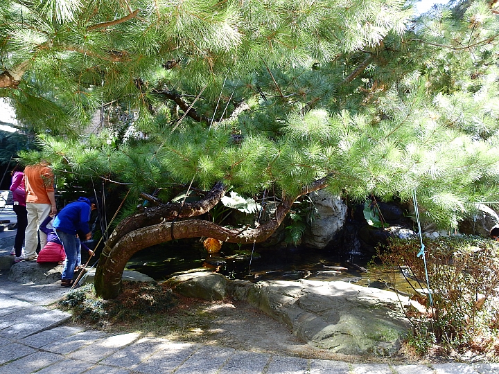 湯屋有兩棵大樹耶！全家開心東埔沙里仙泡溫泉，拍星軌、享受陽光燦爛。