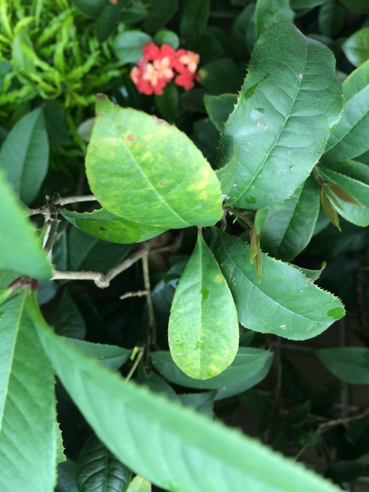 桂花有病....怎辦?