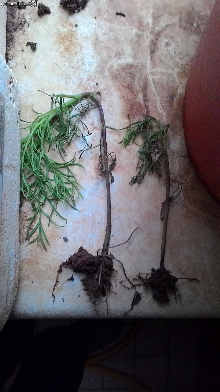 盆栽波斯菊無故掛點！