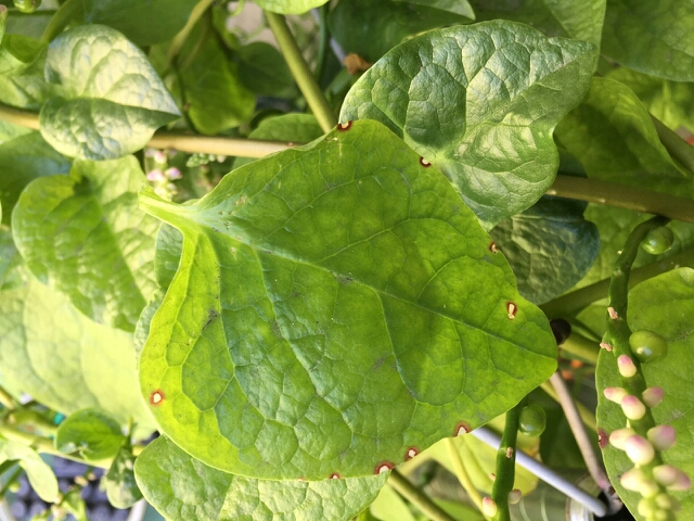 皇宮菜葉緣焦黃？