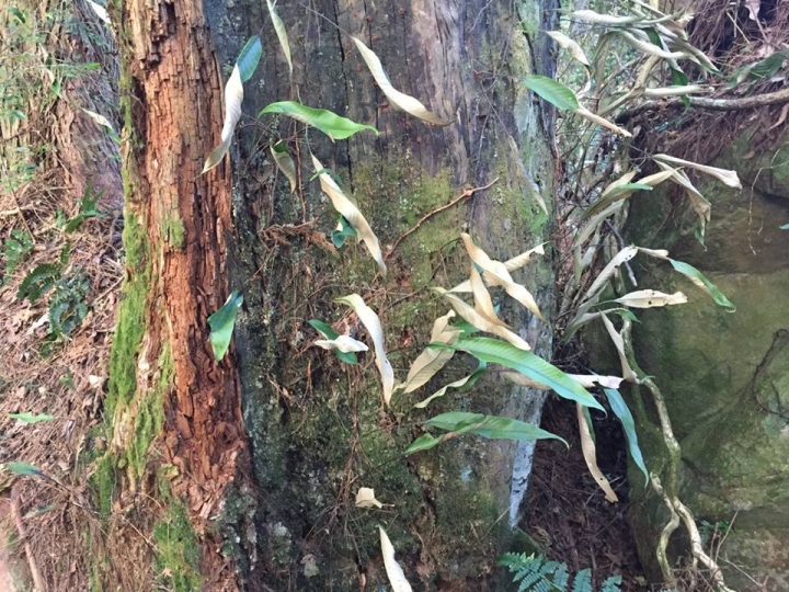 1041221 單攻水漾森林 A線(鹿屈山)去B線(林道)回