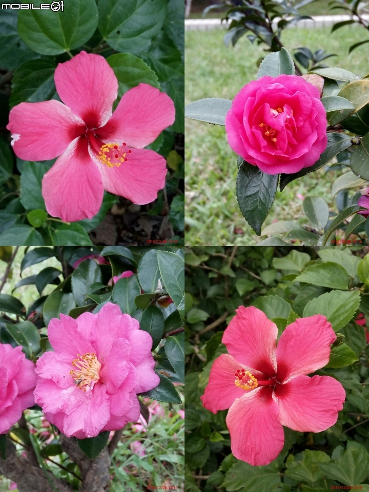 InFocus M808 手機的開箱心得