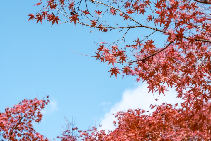 2015。京都。楓 (圖多)