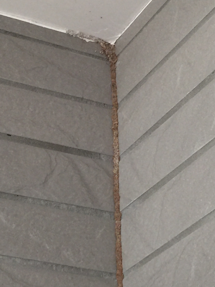 請問這是白蟻蓋的嗎?-已施藥