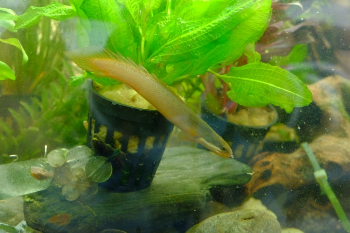 請幫我看看這魚缸100cm*60cm*40cm