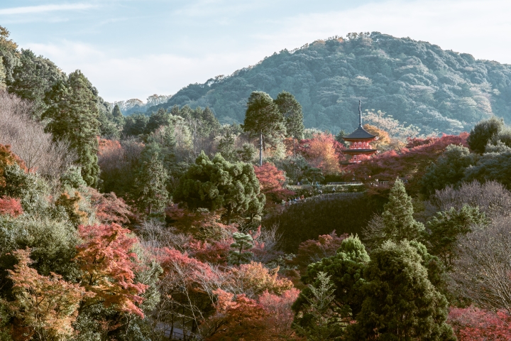 2015。京都。楓 (圖多)