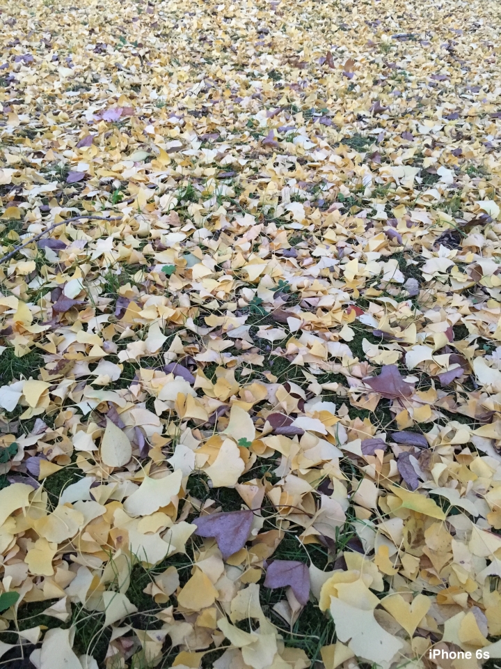 iPhone 6s v.s HTC One A9（京阪神旅行篇）