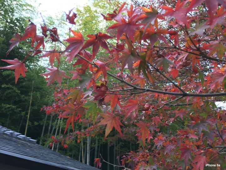 iPhone 6s v.s HTC One A9（京阪神旅行篇）