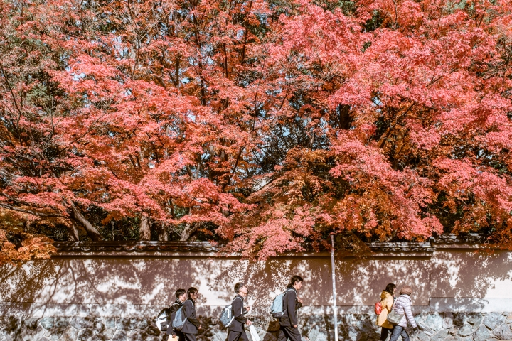 2015。京都。楓 (圖多)