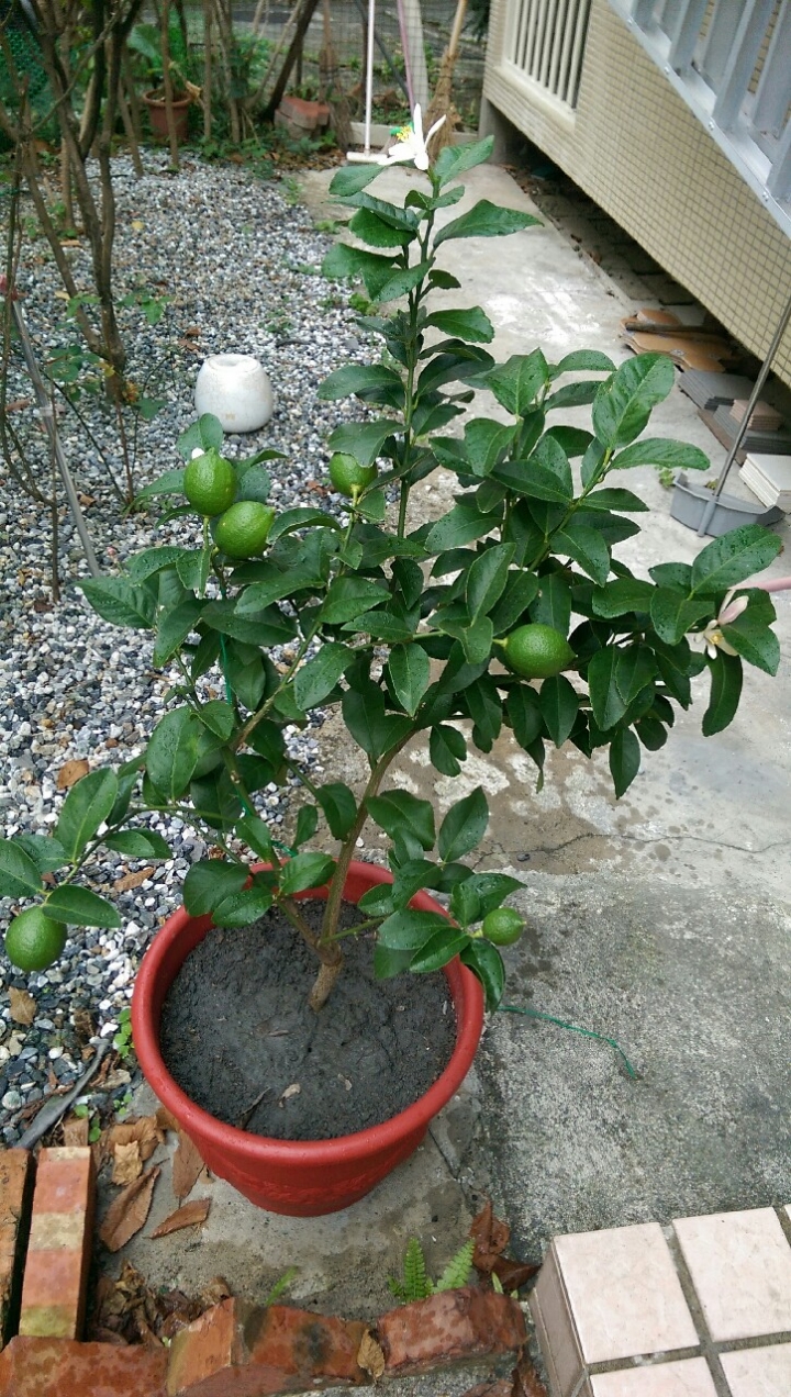 檸檬果實長不大(非落果)