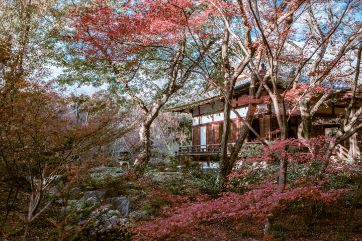 2015。京都。楓 (圖多)