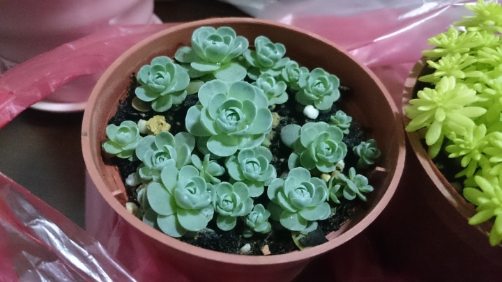 這兩盆的學名