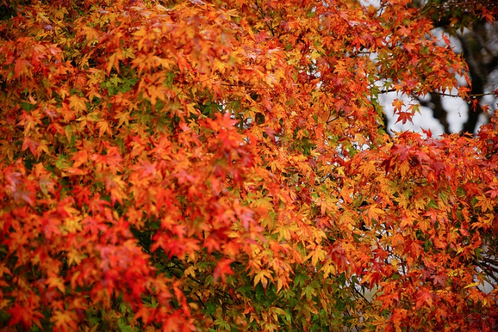 2015-11-26 東京 日本行 day 3