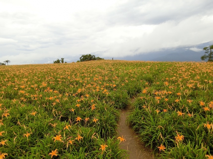 【台東】隨心所欲花東行 滿妹豬腳→六十石山→伯朗大道→金樽咖啡→多良車站→鐵花村→星星部落→月光小棧吃著布朗尼配太平洋