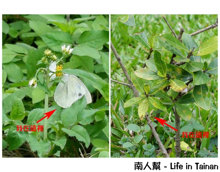 【日月潭-住宿】山林與潭景環繞~~竹石園生態渡假會館(住宿.用餐.套裝)