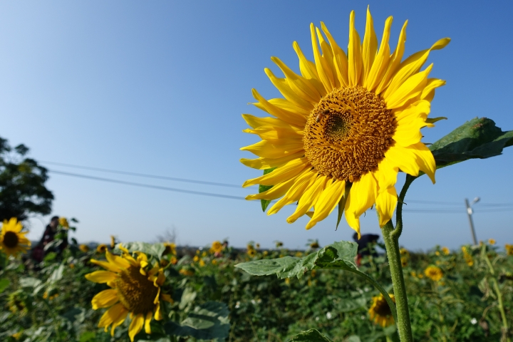 心花怒放之桃園花彩節行