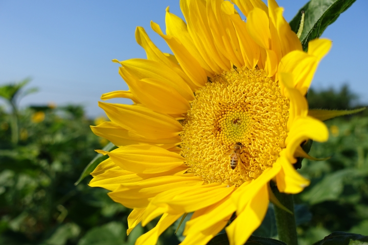 心花怒放之桃園花彩節行