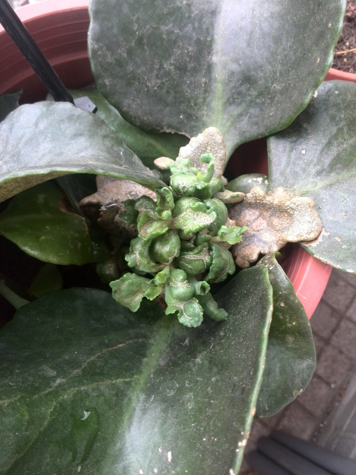 請教植物名稱