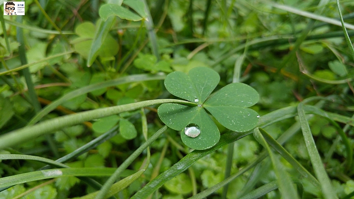 煙火~LG G4 & V10 精選作品-(第26批圖)