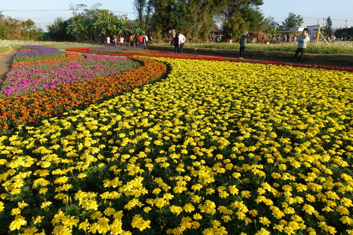 心花怒放之桃園花彩節行