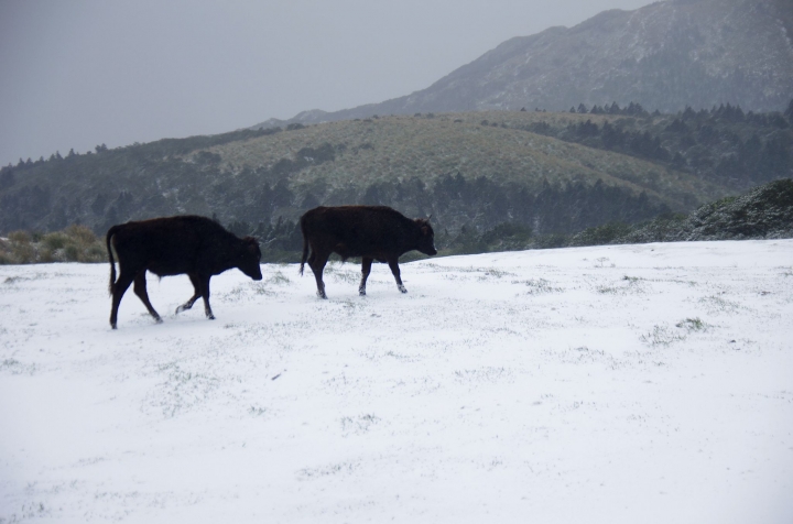 賞雪 帶PENTAX就對了