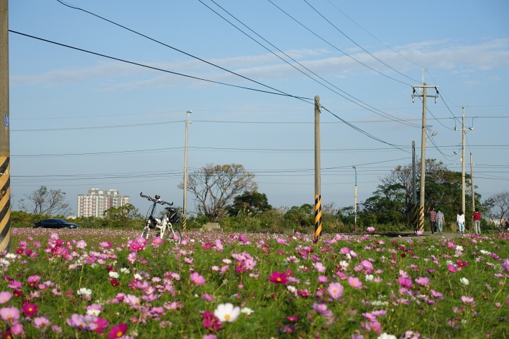 心花怒放之桃園花彩節行