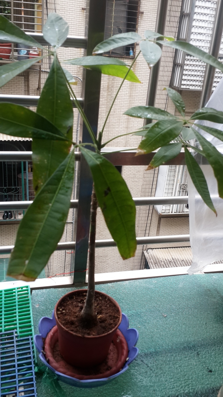 請問馬拉巴栗葉子前端為何會枯掉