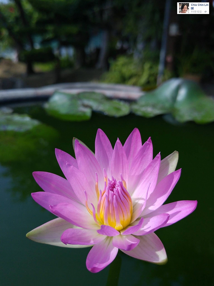 煙火~LG G4 & V10 精選作品-(第26批圖)