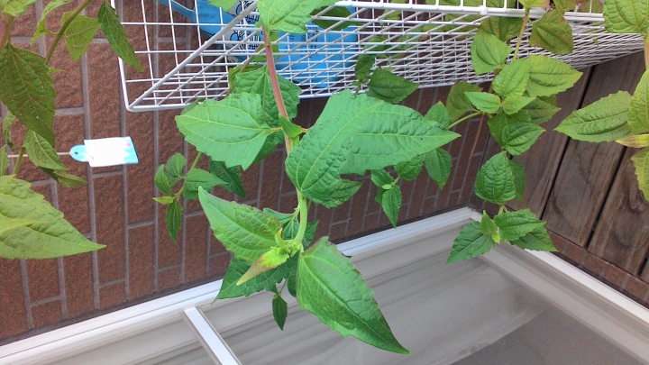 請問植物品種?
