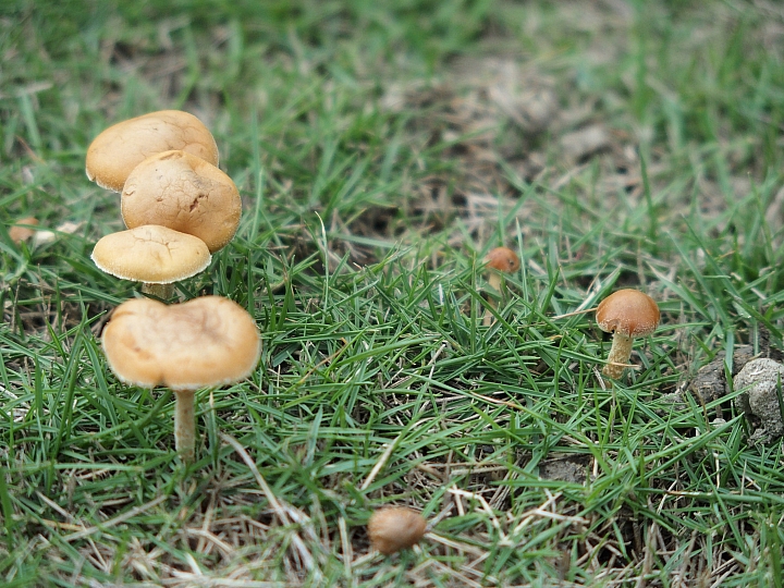Stylus 1記錄連日大雨後的草地蕈菇