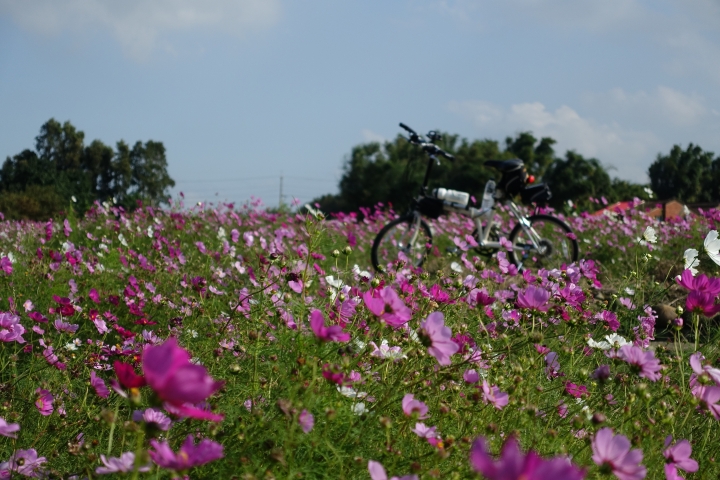 心花怒放之桃園花彩節行