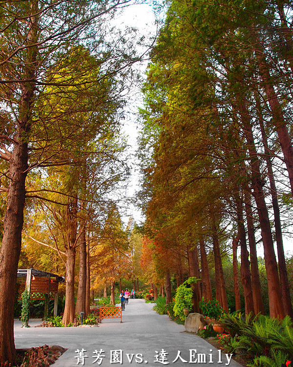 【彰化田尾】:菁芳園庭園餐廳,觀賞落羽松正當令,半自助Buffet0吃到飽